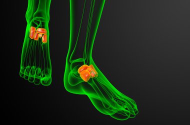 3D render Medikal illüstrasyon midfoot kemik