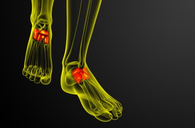 3D render Medikal illüstrasyon midfoot kemik