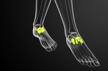 3D render Medikal illüstrasyon midfoot kemik