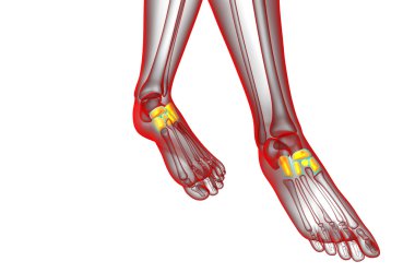 3D render Medikal illüstrasyon midfoot kemik