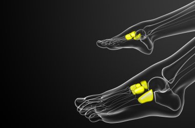 3D render Medikal illüstrasyon midfoot kemik