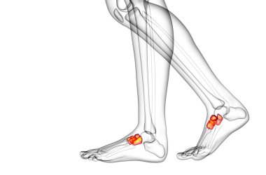 3D render Medikal illüstrasyon midfoot kemik