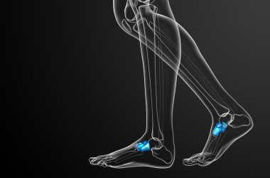3D render Medikal illüstrasyon midfoot kemik