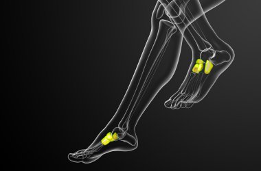 3D render Medikal illüstrasyon midfoot kemik