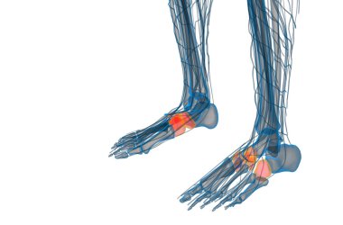 3D render Medikal illüstrasyon midfoot kemik
