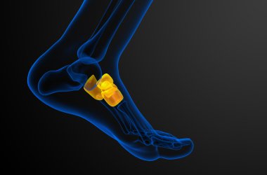3D render Medikal illüstrasyon midfoot kemik