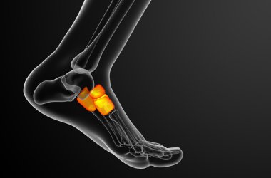 3D render Medikal illüstrasyon midfoot kemik