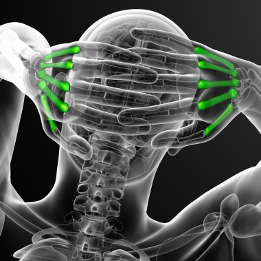 3D render Medikal illüstrasyon metakarpal kemik 