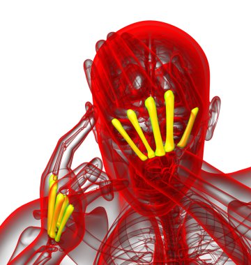 3D render Medikal illüstrasyon metakarpal kemik 