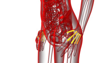 3D render Medikal illüstrasyon metakarpal kemik 