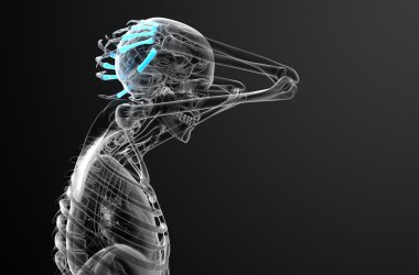 3D render Medikal illüstrasyon metakarpal kemik 