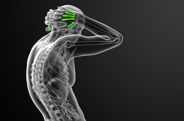 3D render Medikal illüstrasyon metakarpal kemik 