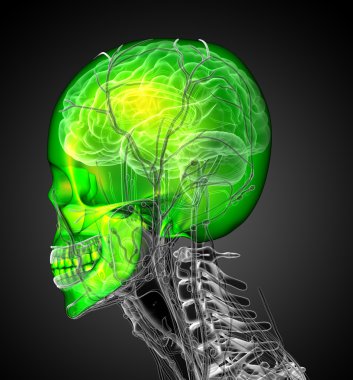 3D render Medikal illüstrasyon insan kafatası 