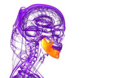 işlenmiş illüstrasyon - çene kemiği