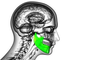 işlenmiş illüstrasyon - çene kemiği