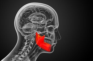 işlenmiş illüstrasyon - çene kemiği