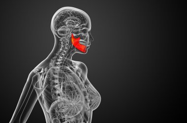 işlenmiş illüstrasyon - çene kemiği