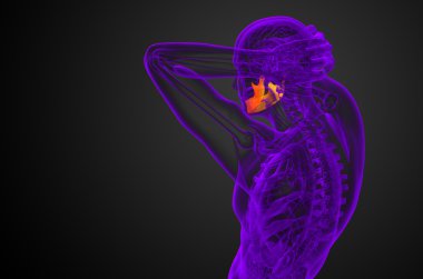 işlenmiş illüstrasyon - çene kemiği