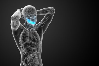 işlenmiş illüstrasyon - çene kemiği