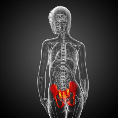 Leğen kemiğin tıbbi illüstrasyon