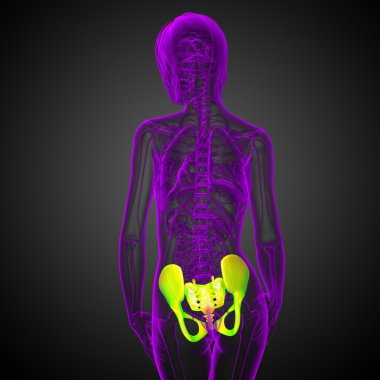 Leğen kemiğin tıbbi illüstrasyon