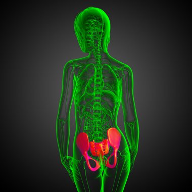 Leğen kemiğin tıbbi illüstrasyon