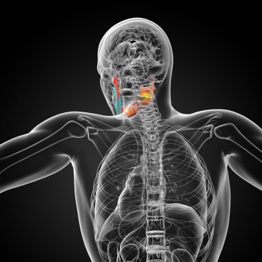 işlenmiş illüstrasyon - çene kemiği