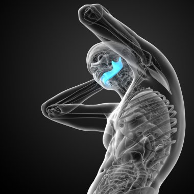 işlenmiş illüstrasyon - çene kemiği