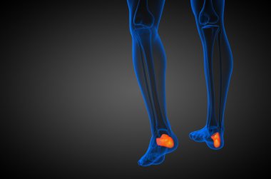3D render Medikal illüstrasyon calcaneus kemik
