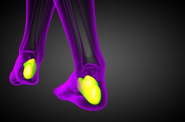 3D render Medikal illüstrasyon calcaneus kemik