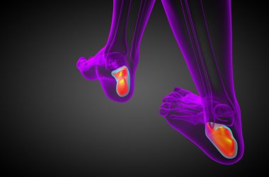 3D render Medikal illüstrasyon calcaneus kemik