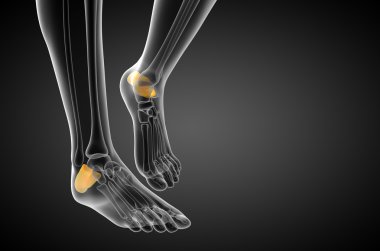3D render Medikal illüstrasyon calcaneus kemik