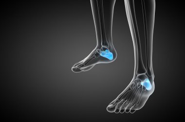 3D render Medikal illüstrasyon calcaneus kemik