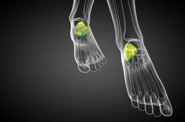 3D render Medikal illüstrasyon calcaneus kemik