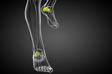 3D render Medikal illüstrasyon calcaneus kemik