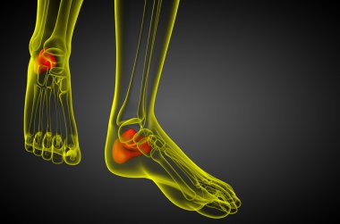3D render Medikal illüstrasyon calcaneus kemik