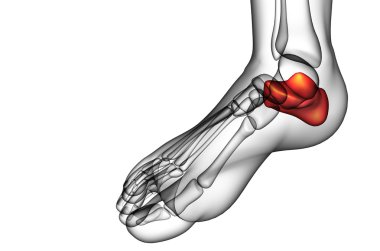 3D render Medikal illüstrasyon calcaneus kemik