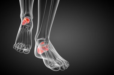 3D render Medikal illüstrasyon calcaneus kemik