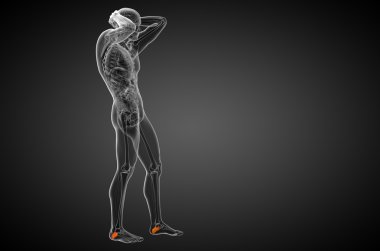 3D render Medikal illüstrasyon calcaneus kemik