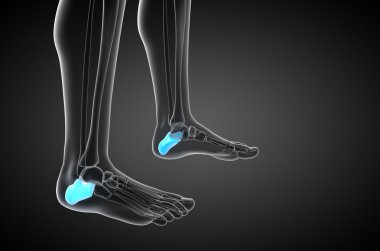 3D render Medikal illüstrasyon calcaneus kemik