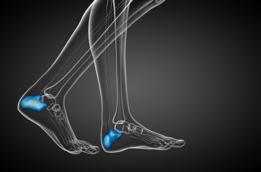 3D render Medikal illüstrasyon calcaneus kemik