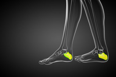 3D render Medikal illüstrasyon calcaneus kemik
