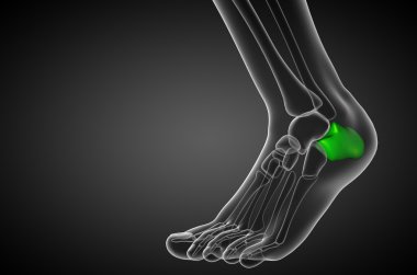 3D render Medikal illüstrasyon calcaneus kemik
