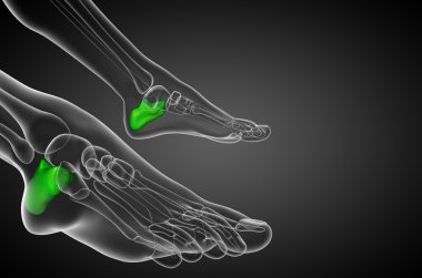 3D render Medikal illüstrasyon calcaneus kemik