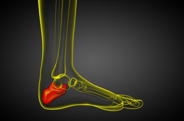 3D render Medikal illüstrasyon calcaneus kemik