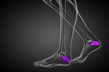 3D render Medikal illüstrasyon calcaneus kemik