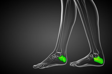 3D render Medikal illüstrasyon calcaneus kemik