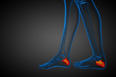3D render Medikal illüstrasyon calcaneus kemik