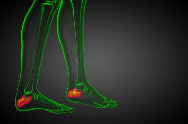 3D render Medikal illüstrasyon calcaneus kemik