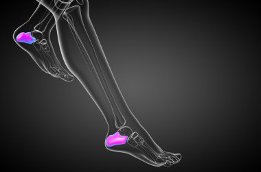 3D render Medikal illüstrasyon calcaneus kemik